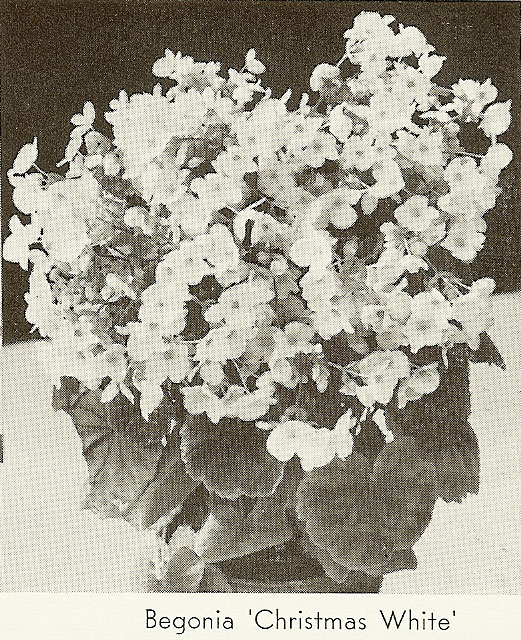B. ‘Christmas White’